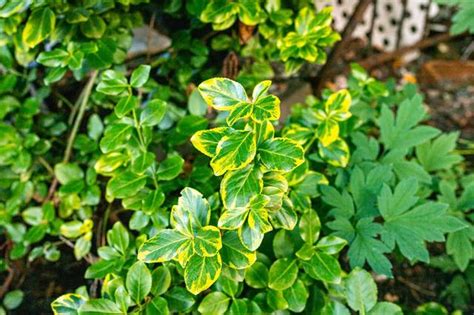 庭院植栽|40種適合庭院花園的常見灌木植物，你認識它們嗎？